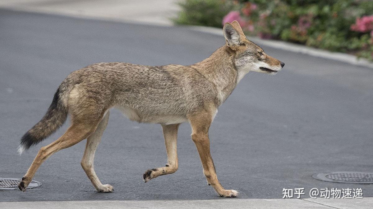 郊狼是狼还是狗