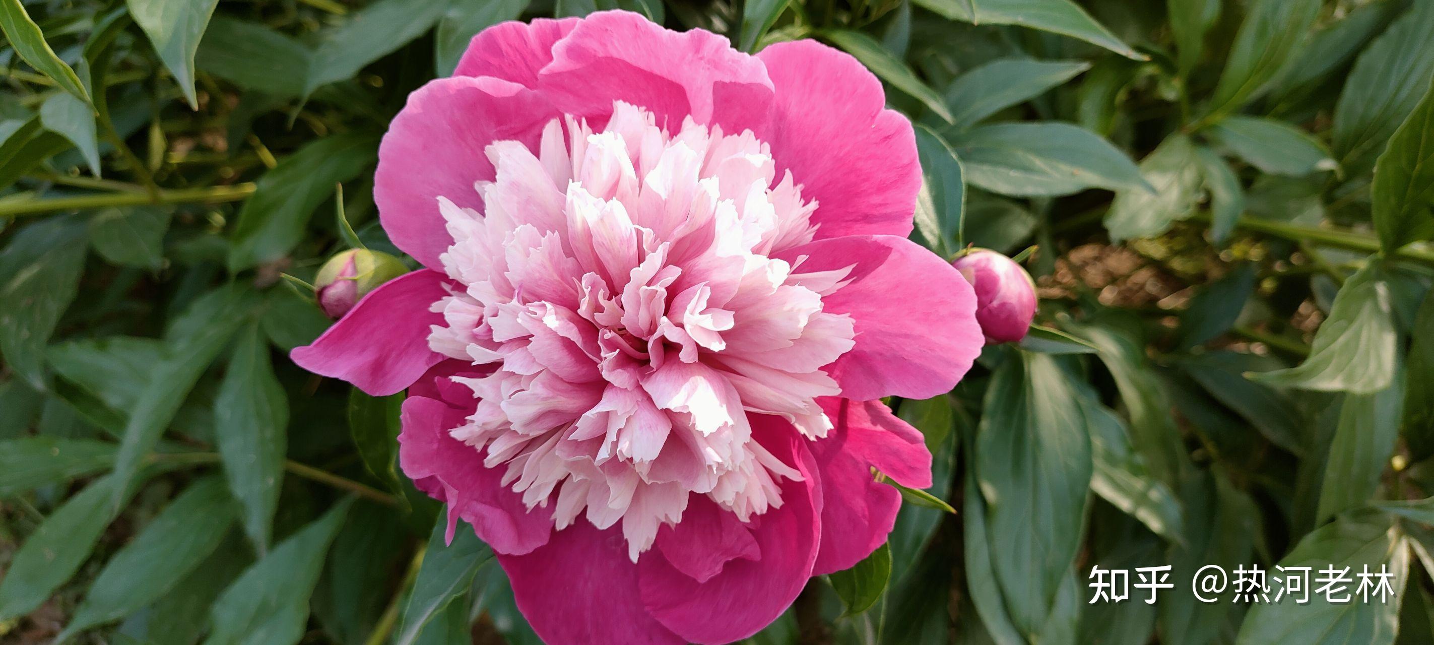 芍药花开了,浓馥的幽香,芍药花的花期在5月,比牡丹