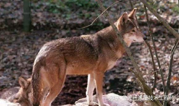 狼群開始重返自然但這九種狼永久消失了只能在照片中一睹風采