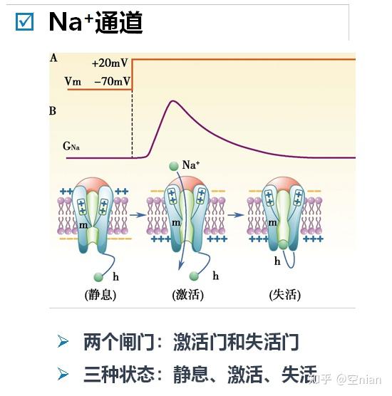 生理学全书笔记 第二章 细胞的基本功能 - 知乎
