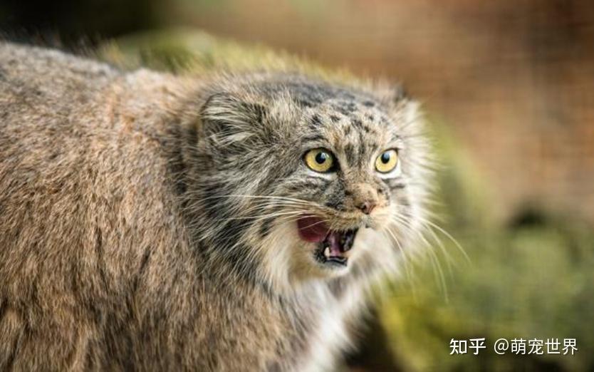 兔狲：高原上的隐秘猎手与生态瑰宝 - 知乎