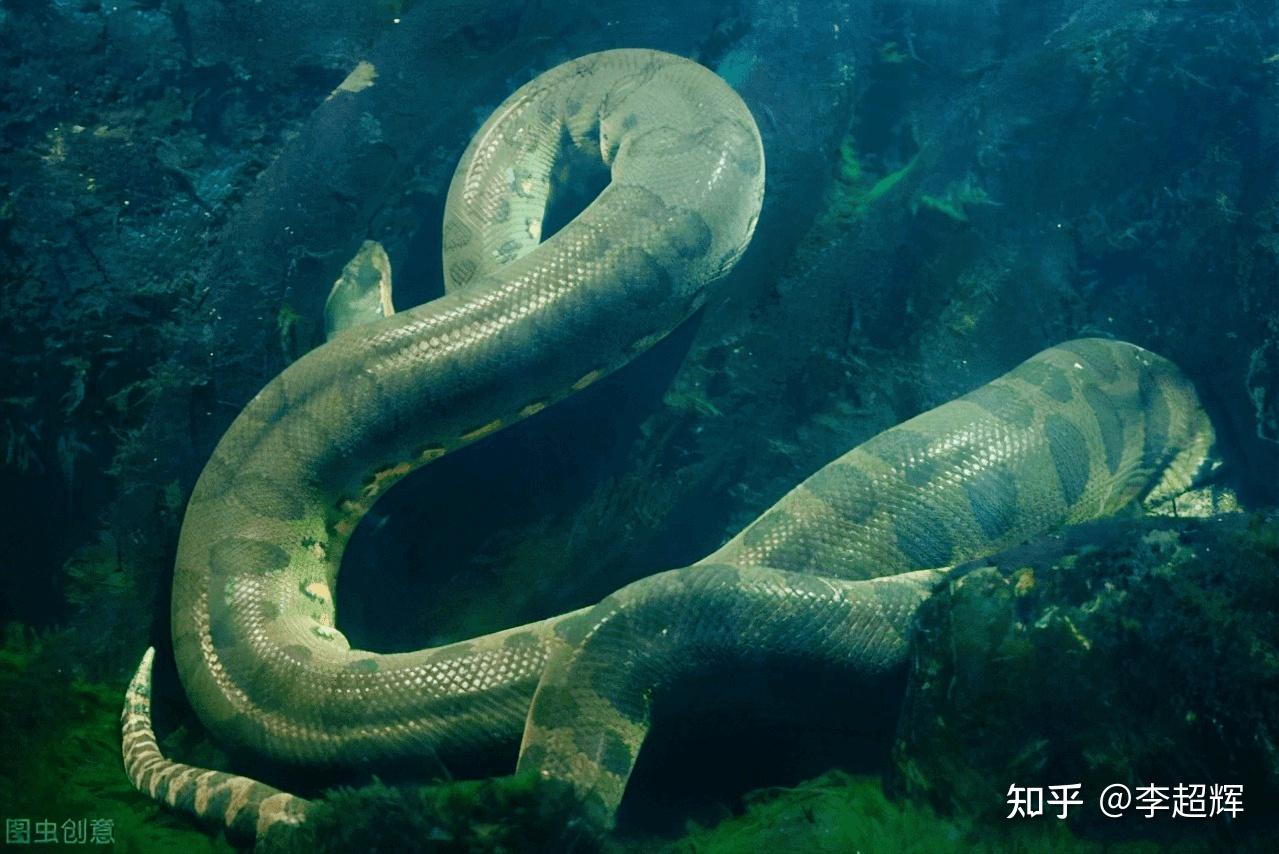世界最的蛇_全世界最大的蛇,巨蛇泰坦蟒体长15.24米_中国排行网