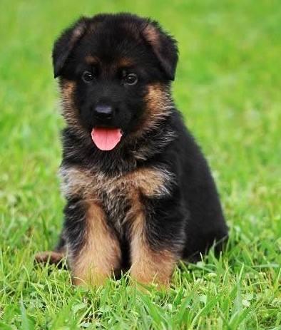 德牧和黑背是不是一种狗? 多少钱一只? - 知乎