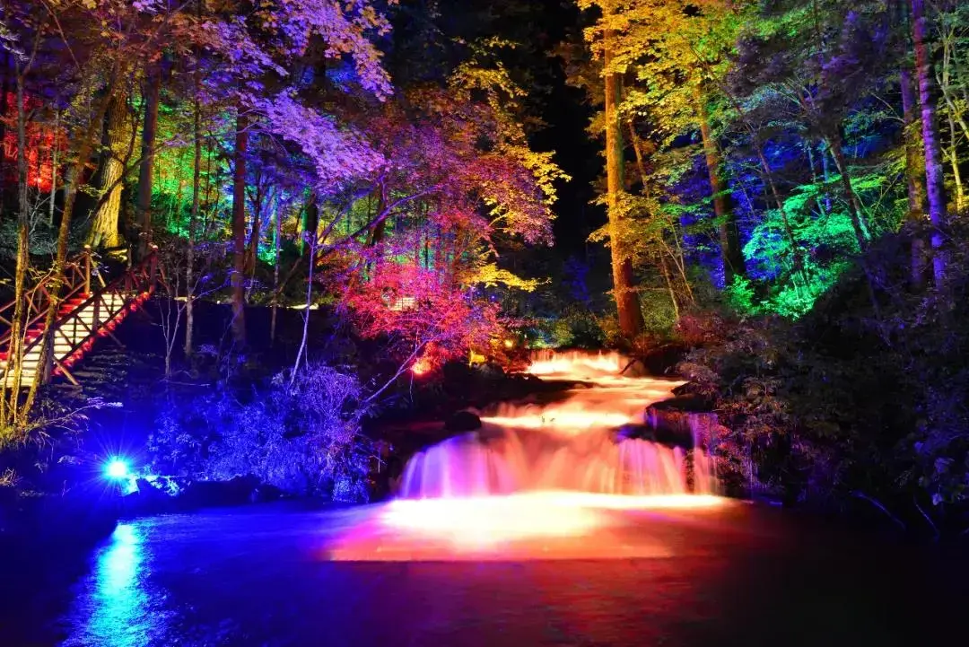 给您梦幻之夜幻光森林全新升级打造的森林夜景灯光秀6月28日正式回归!