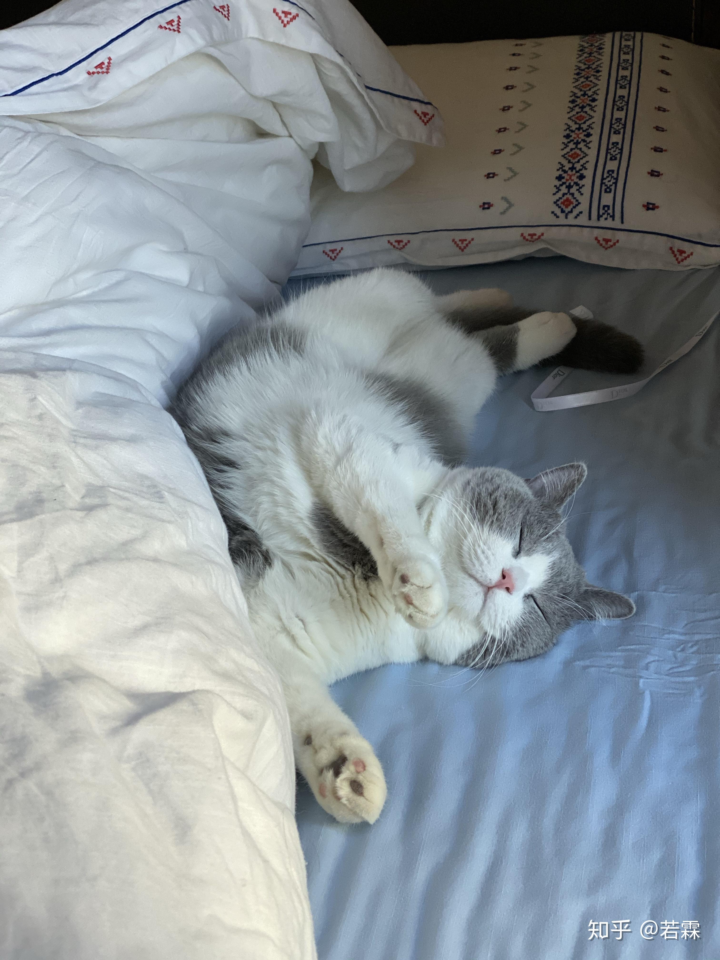 英短是不是猫中铁憨憨