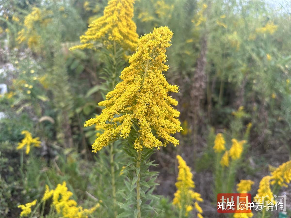 注意!一株花可形成2万多粒种子!武汉发现多处“加拿大一枝黄花” - 知乎