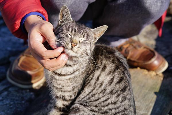 冲岛 猫岛 知乎