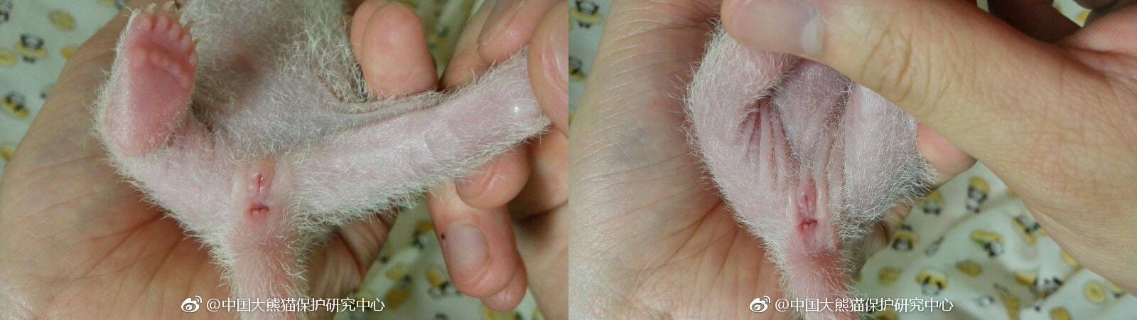 怎么分辨熊猫的公母