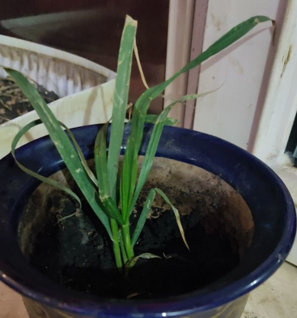 怎么判断仓鼠是死了还是伪冬眠?(怎么看出仓鼠生病了)