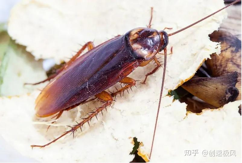 如何看待厦门海关在进境空箱中截获 2000 只活体蟑螂,这种病媒生物有