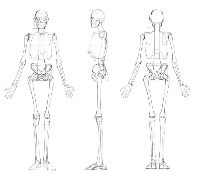 人體繪畫基礎part01骨骼詳解精品教程