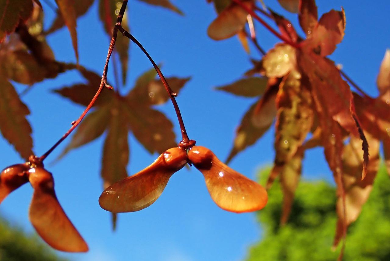 4. 播种方法指导