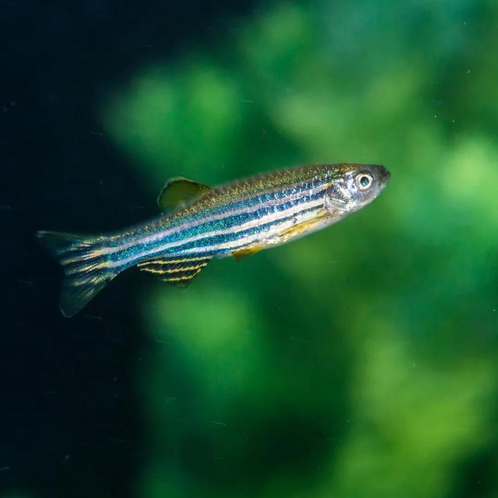 dss溃疡性结肠炎造模——斑马鱼模型