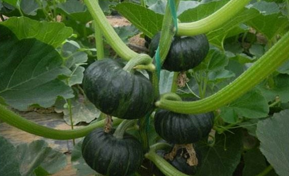 贝贝南瓜种植技术要点 知乎