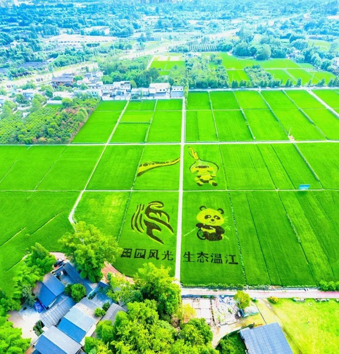 蔬菜种植：绿色产业的蓬勃发展