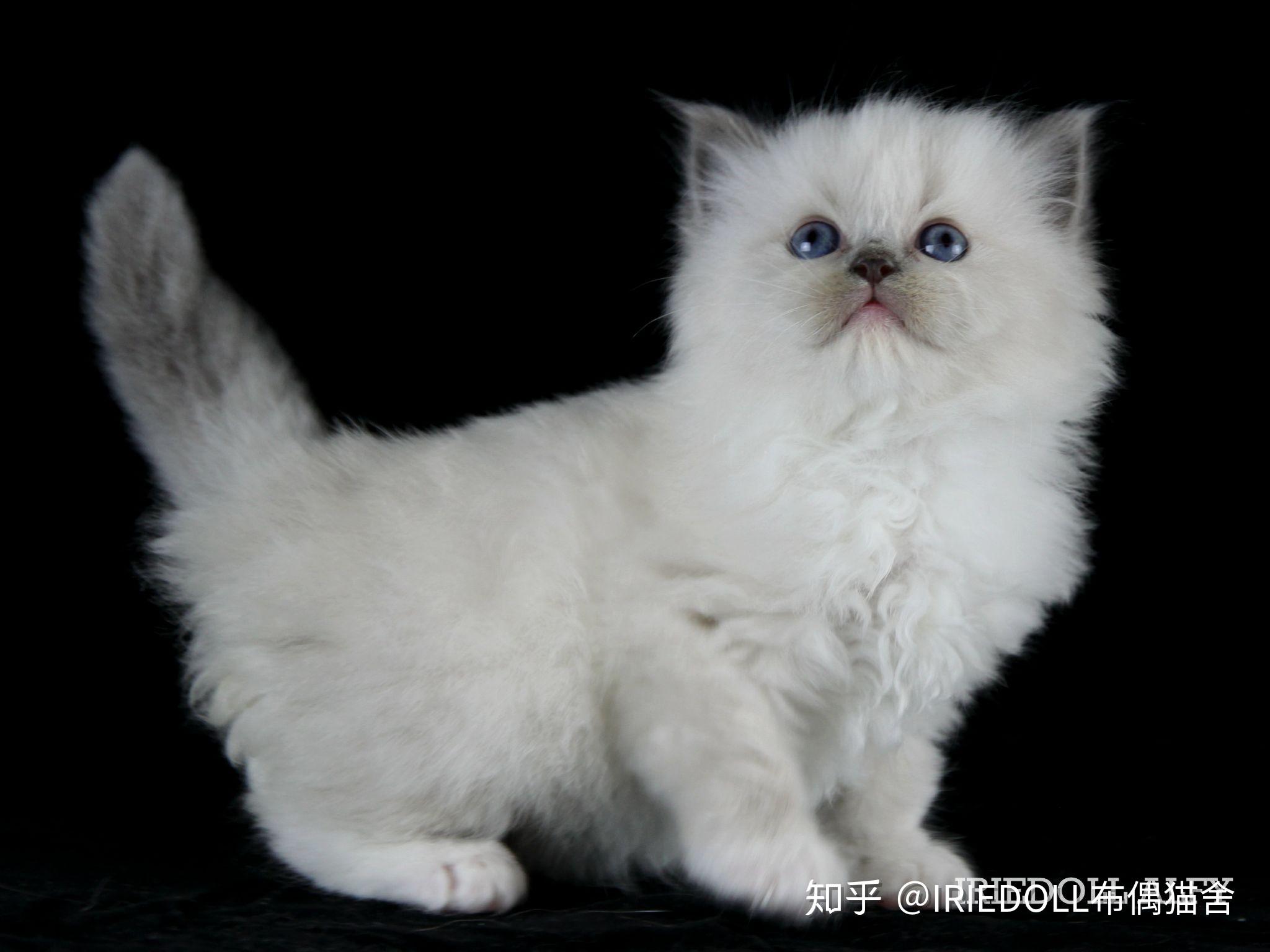 巧克力手套色布偶猫成长记录贴