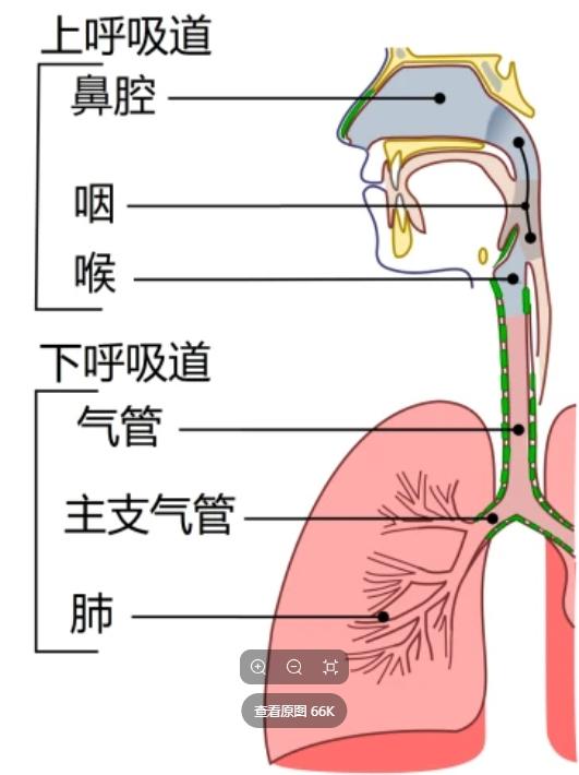 人体解剖学基础:喉和气管 - 知乎