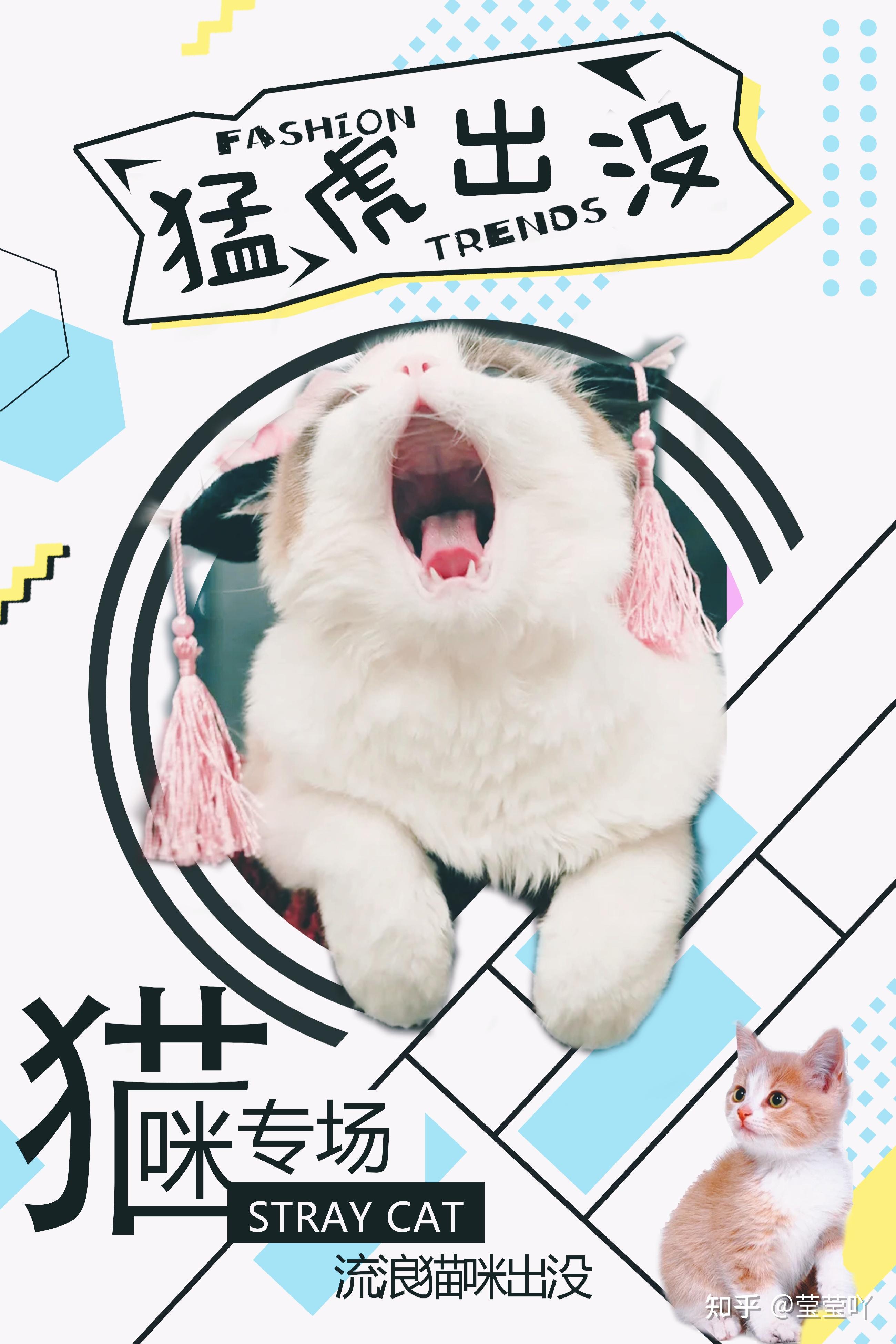 流浪猫救护中心海报图片