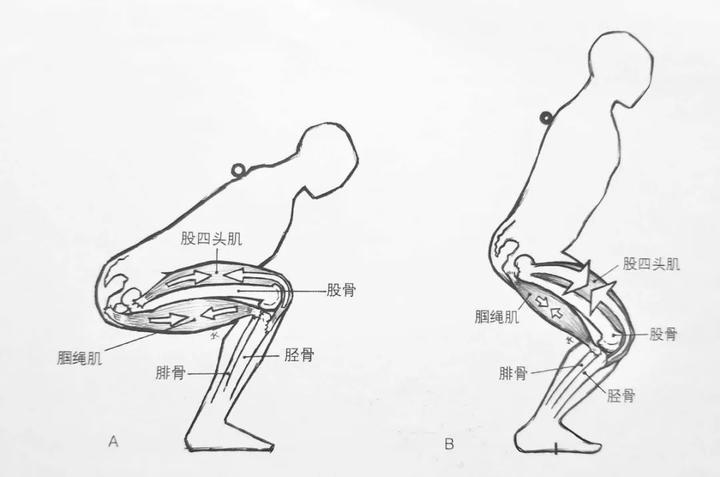 髋屈曲图片