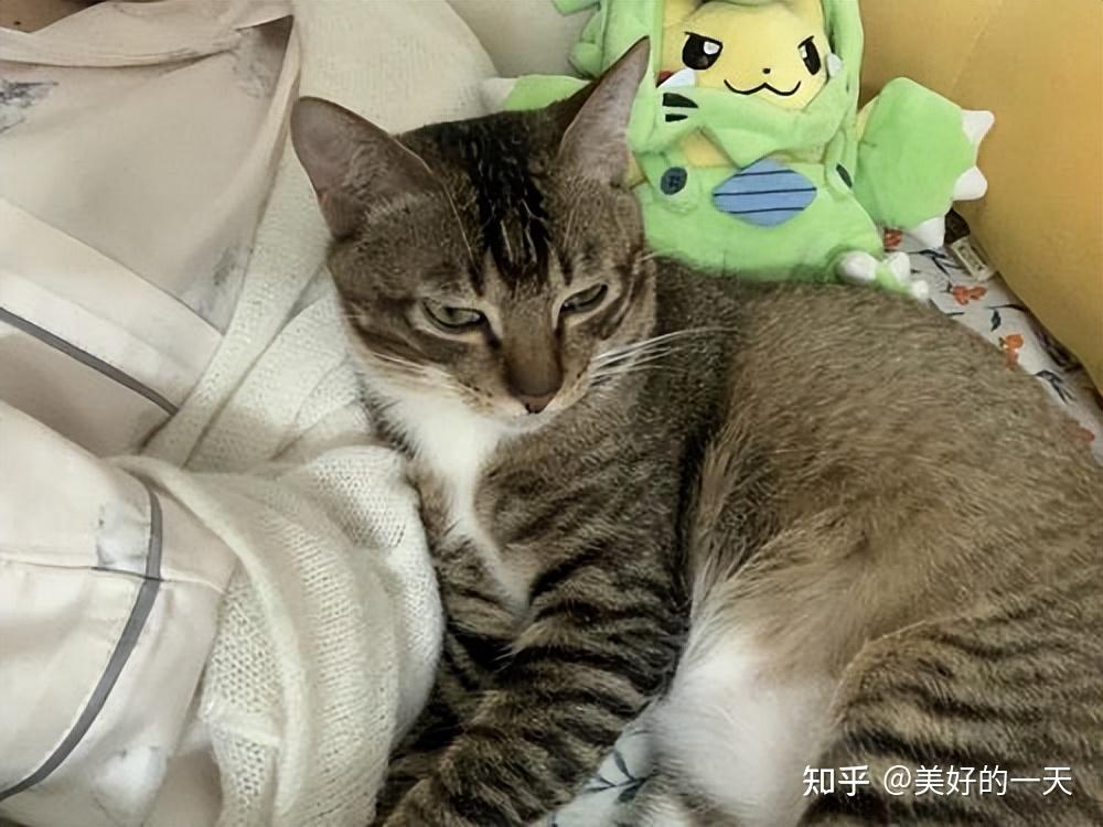 原来“雀猫”才是中华神猫,这几点太优秀了,不愧是猫界大哥 - 知乎