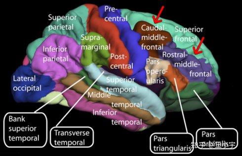 Prefrontal Cortex (gyrus)细致划分 - 知乎