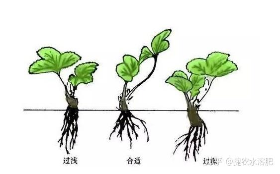 促进植物根系生长的方法 作物根系的四种生长状态 知乎