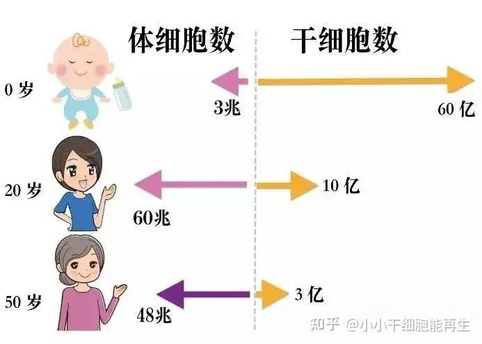人体衰老的四个阶段,看你是在哪个阶段 - 知乎