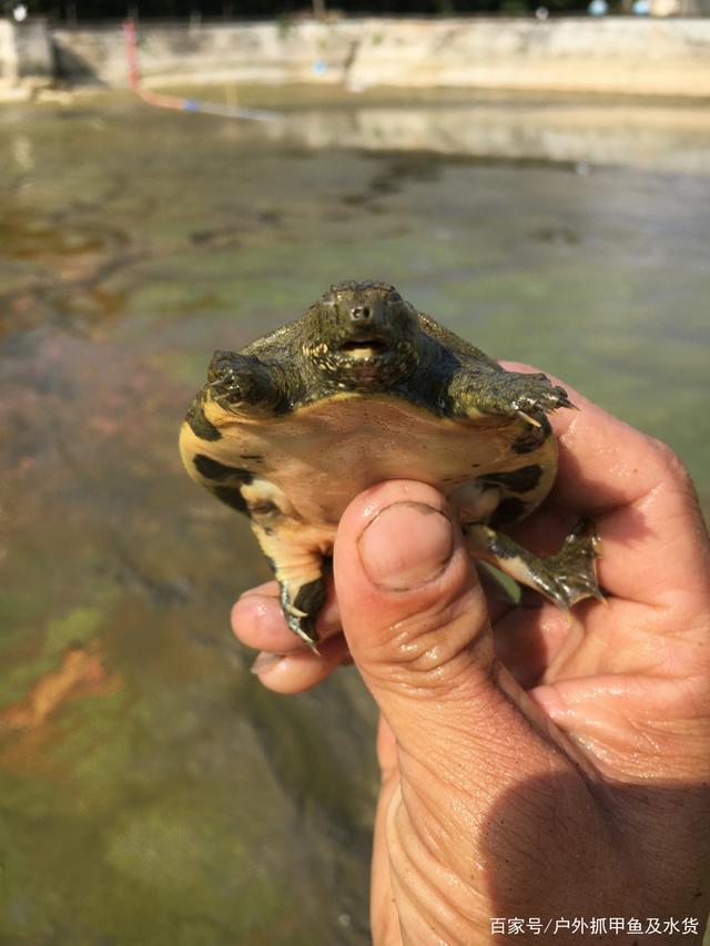 水鱼表情包图片