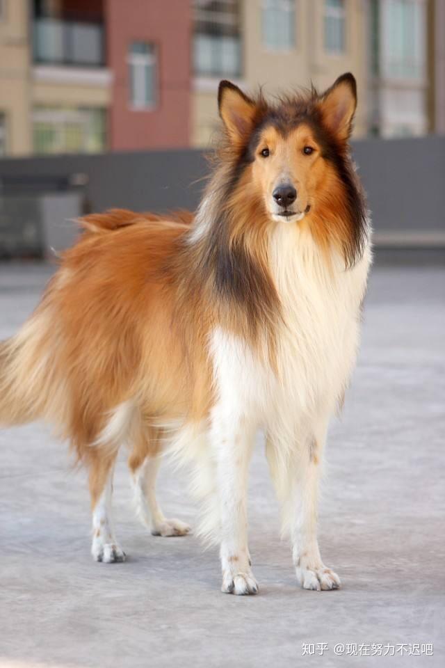 又瘦又高嘴还尖什么狗? - 知乎