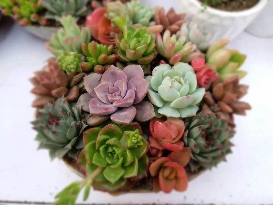 多肉植株组合盆栽怎么搭配会更好看 知乎 多肉植株组合盆栽怎么搭配会更好看 知乎