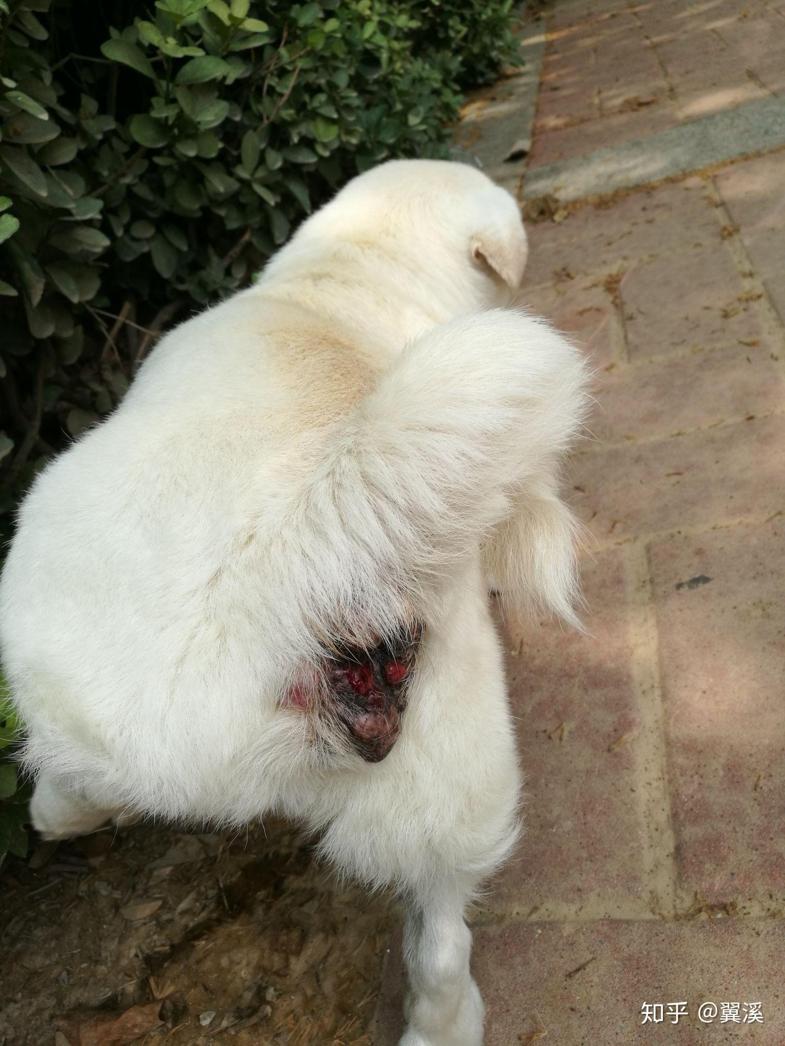 狗狗肛门腺瘤图片图片
