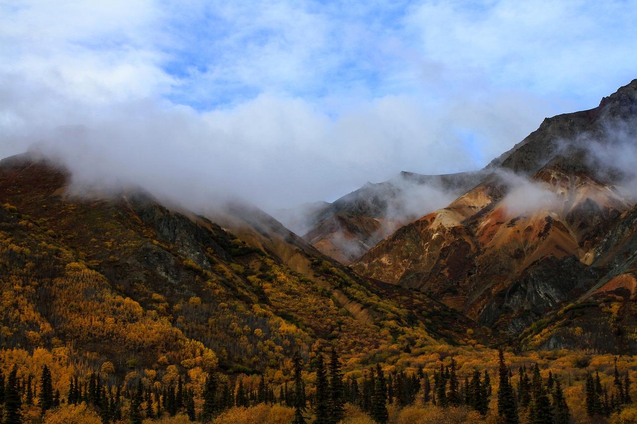 水边鸭群的欢歌