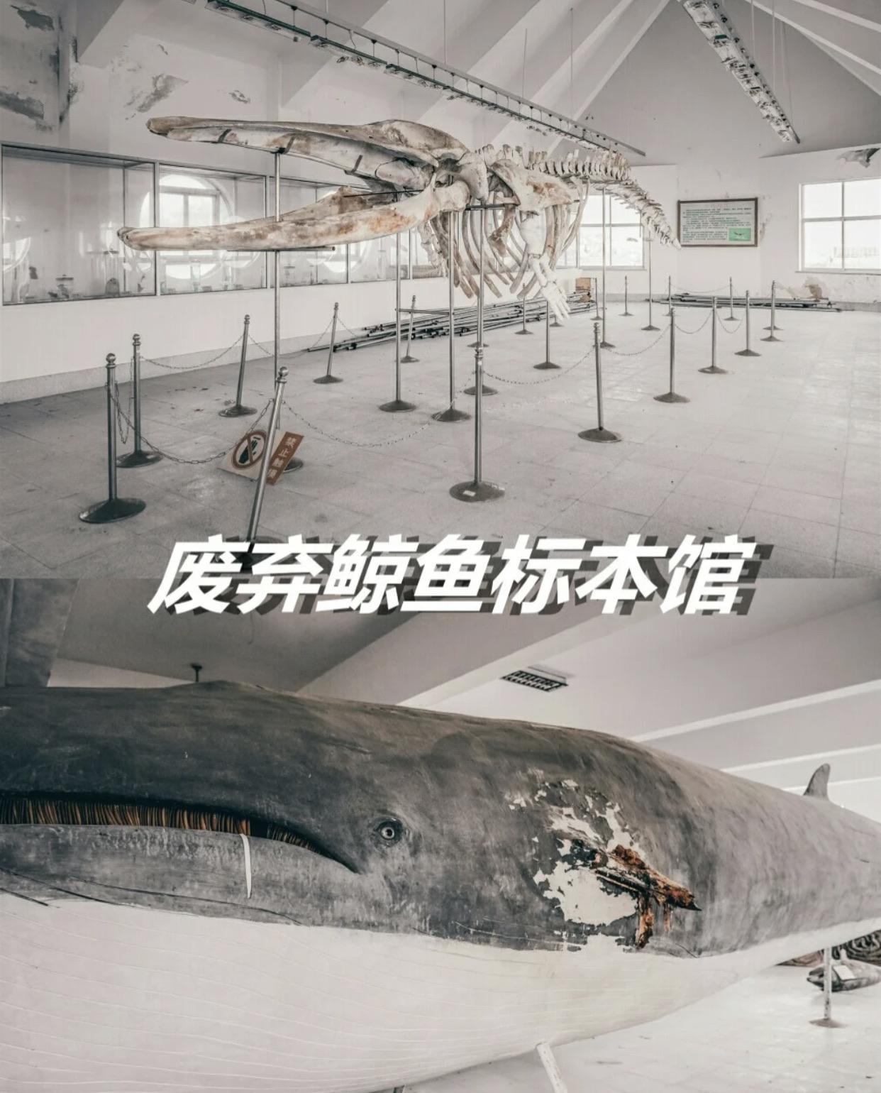 有谁知道这个废弃的鲸鱼标本馆在哪？ - ThesixLGD 的回答- 知乎