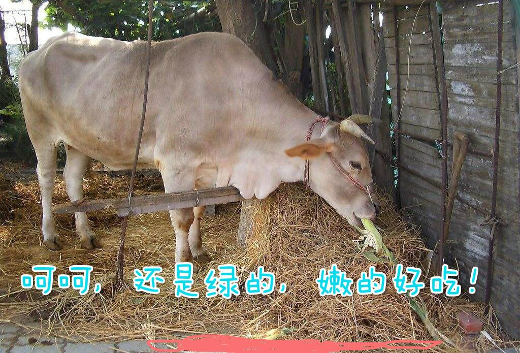 东哥表态老牛吃嫩草背后的生存法则你得学