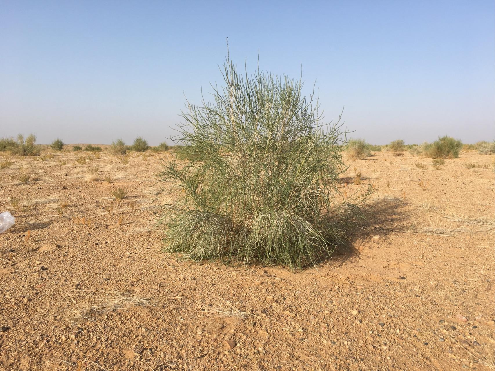 支付宝里的蚂蚁森林里,有个阿拉善爱心捐款种梭梭树