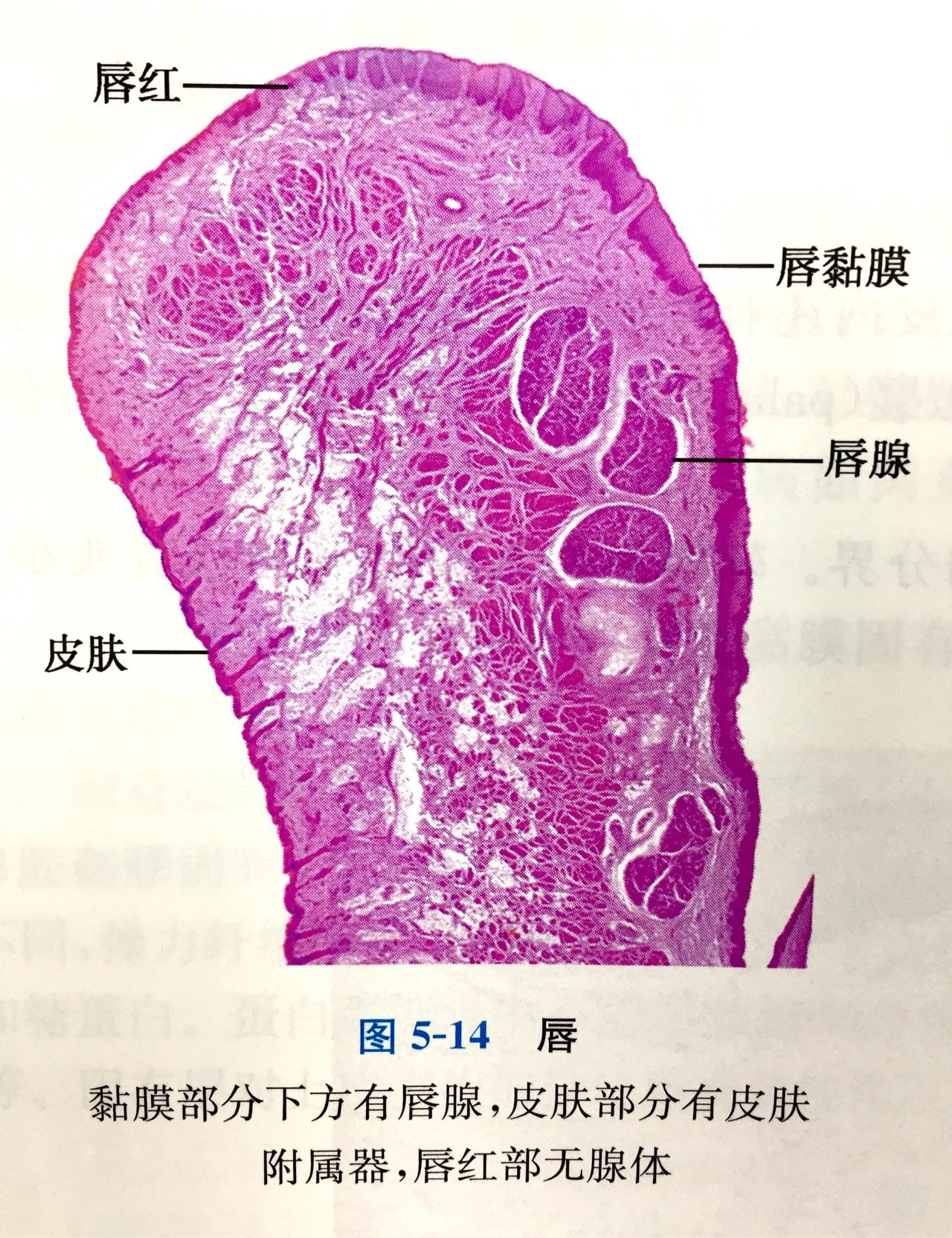 唇粘膜解剖结构图片