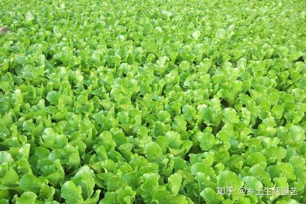 大白菜苗期管理,这些事情很重要,可能影响后期产量- 知乎