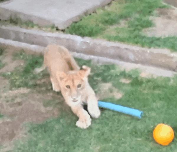 和獅子同吃同住至今不想結婚43歲癲公傾家蕩產去非