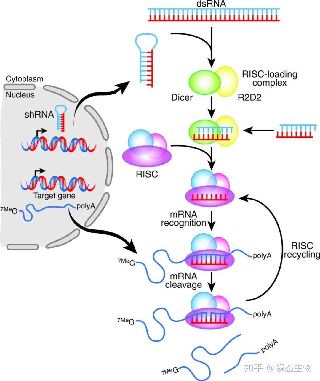 rna 干扰载体如何构建？ - 知乎