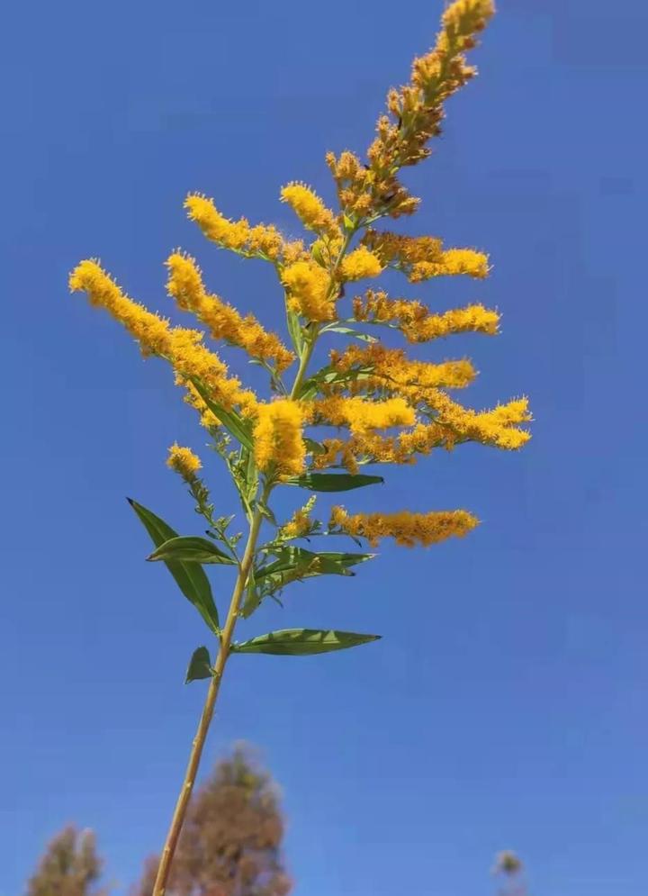 一枝黄花的“药用品种”与“入侵品种”的区别 - 知乎