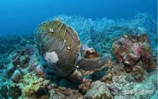 而人类喜欢的软体海洋生物,更是携带微塑料垃圾最多的海洋生物之一
