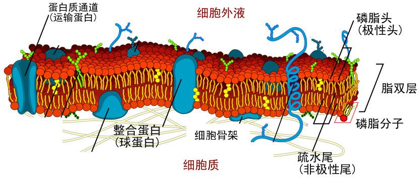 海鱼细胞与芯片为什么吃鱼对健康那么重要