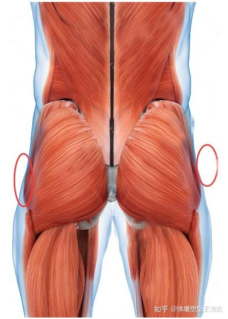 臀部凹陷:蝴蝶臀一部分是臀部天生的自然的形态,另外一部分则是肌肉不
