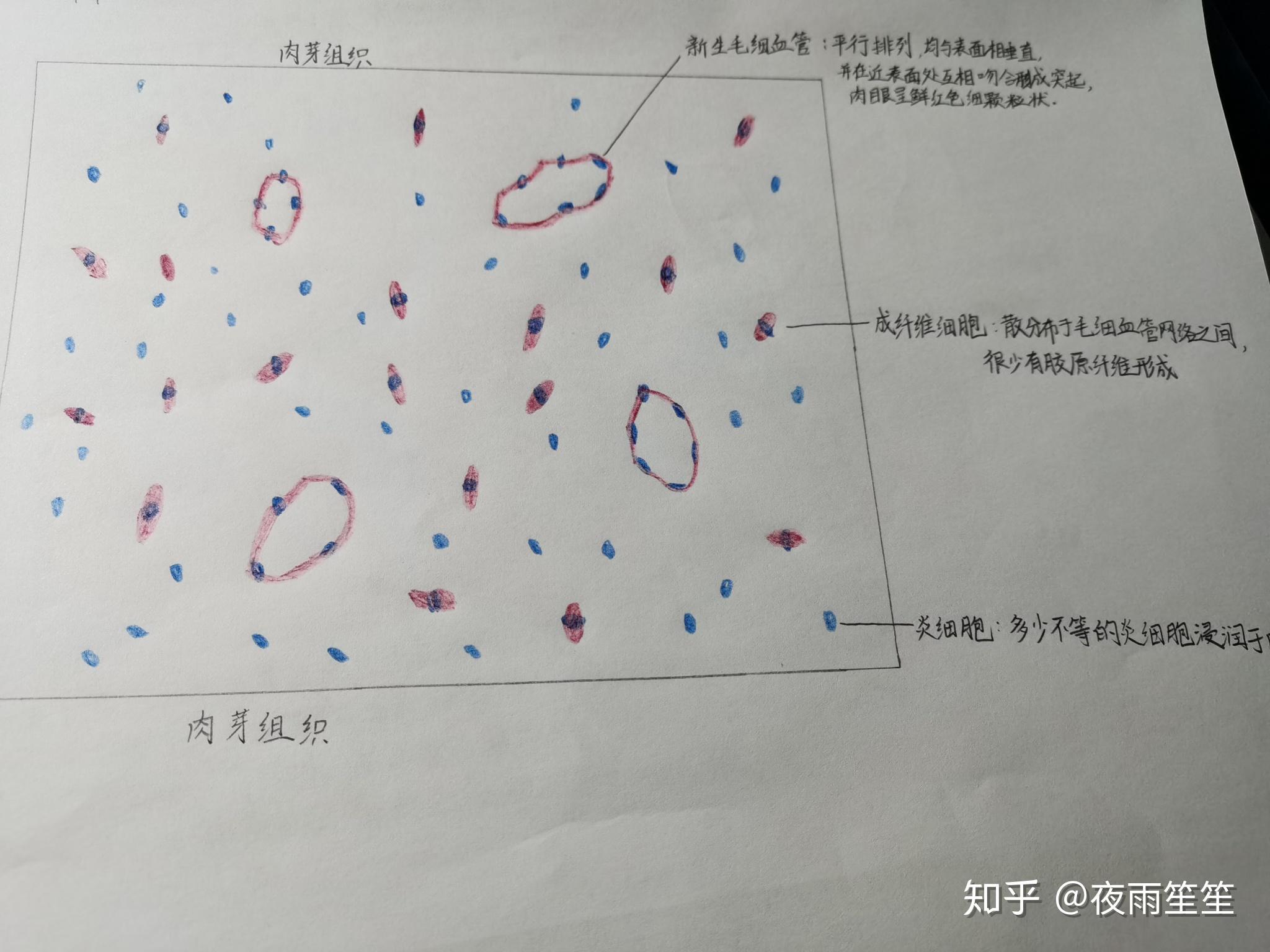 木栓细胞怎么画图片