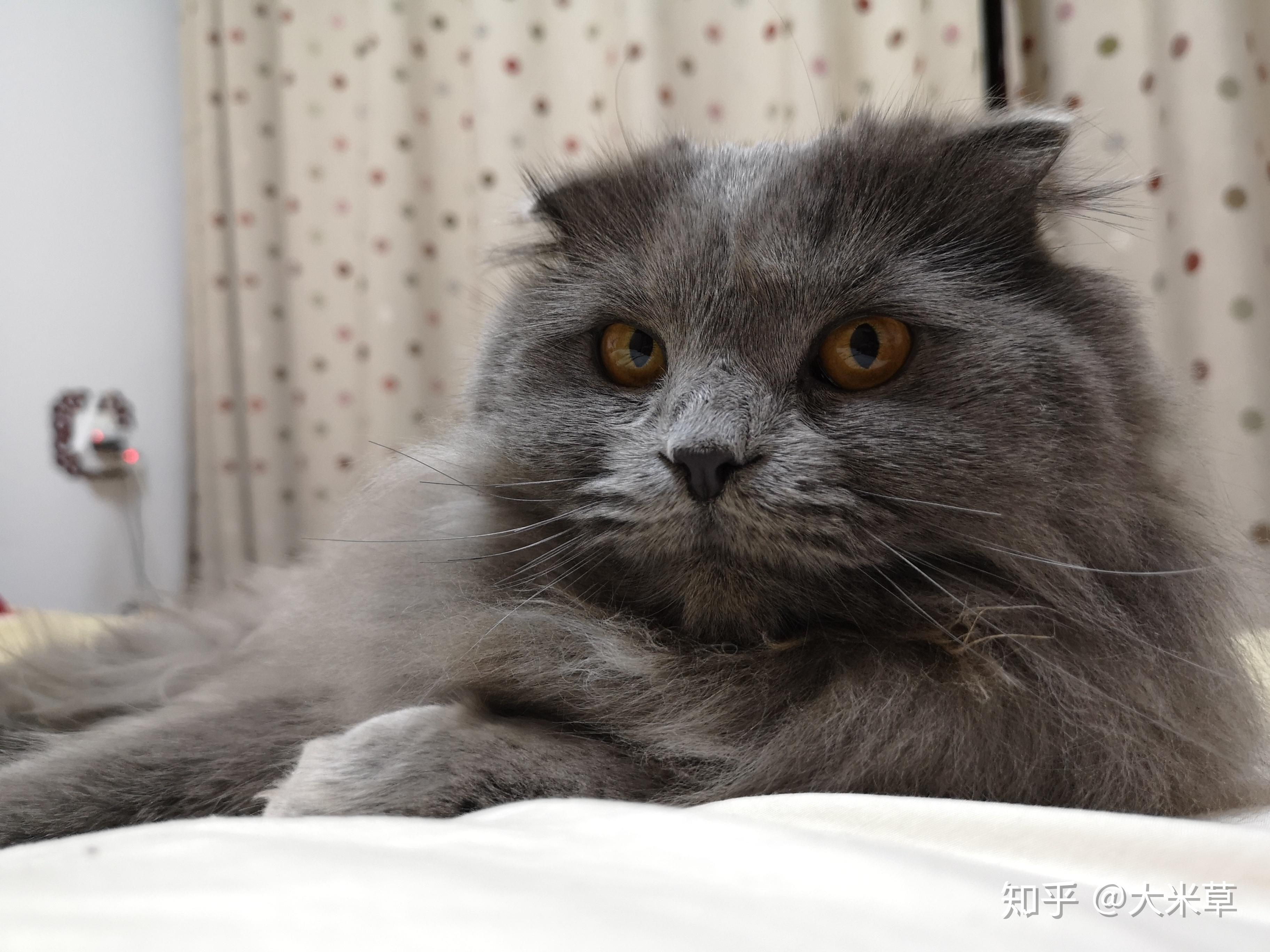 高地猫什么样子? - 知乎