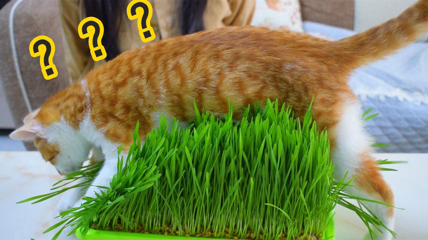 种了10天的猫草 终于长出猫咪 是时候收割了 知乎