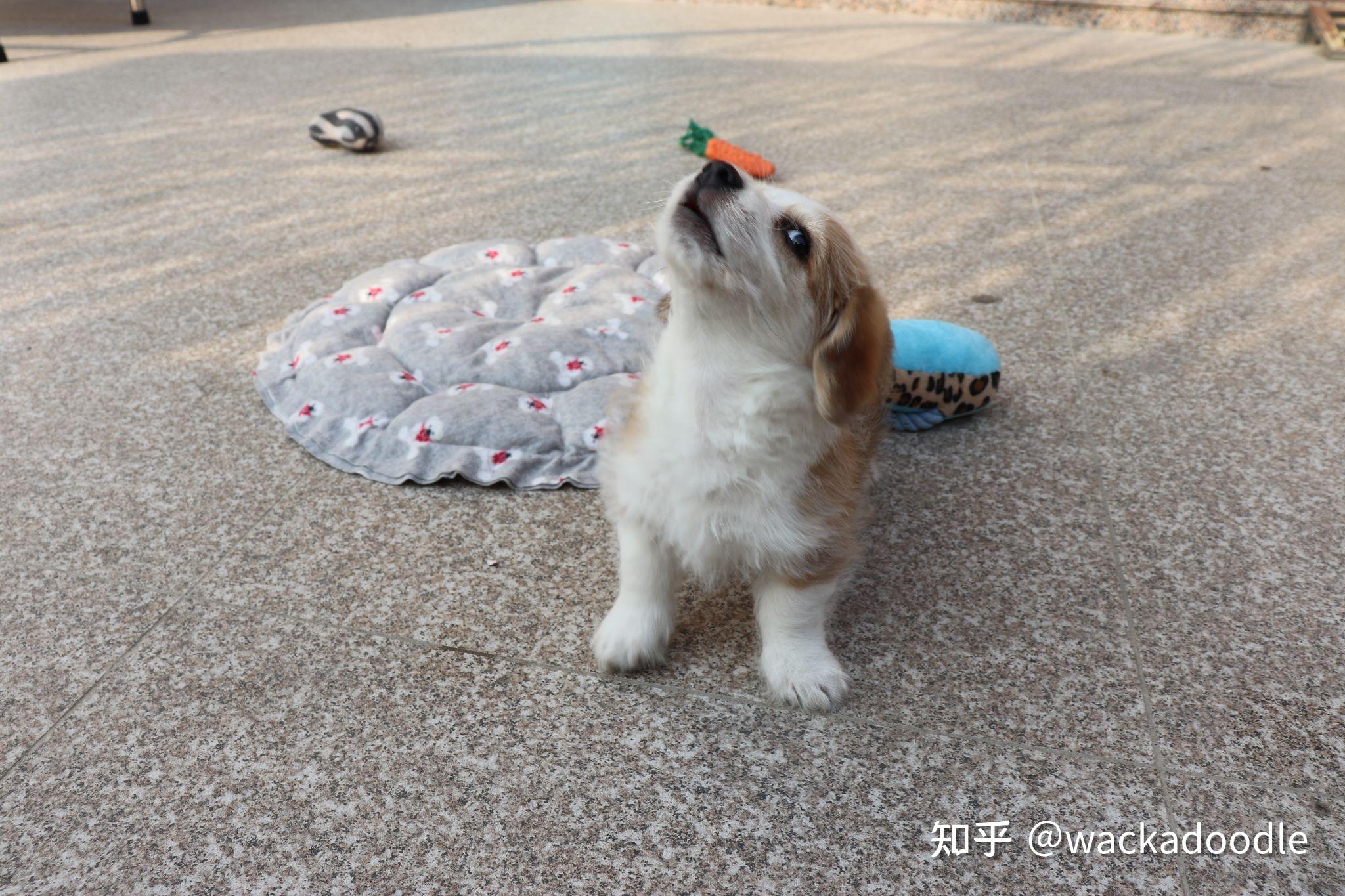 柯基和雪纳瑞的串什么样黄色的? - 知乎