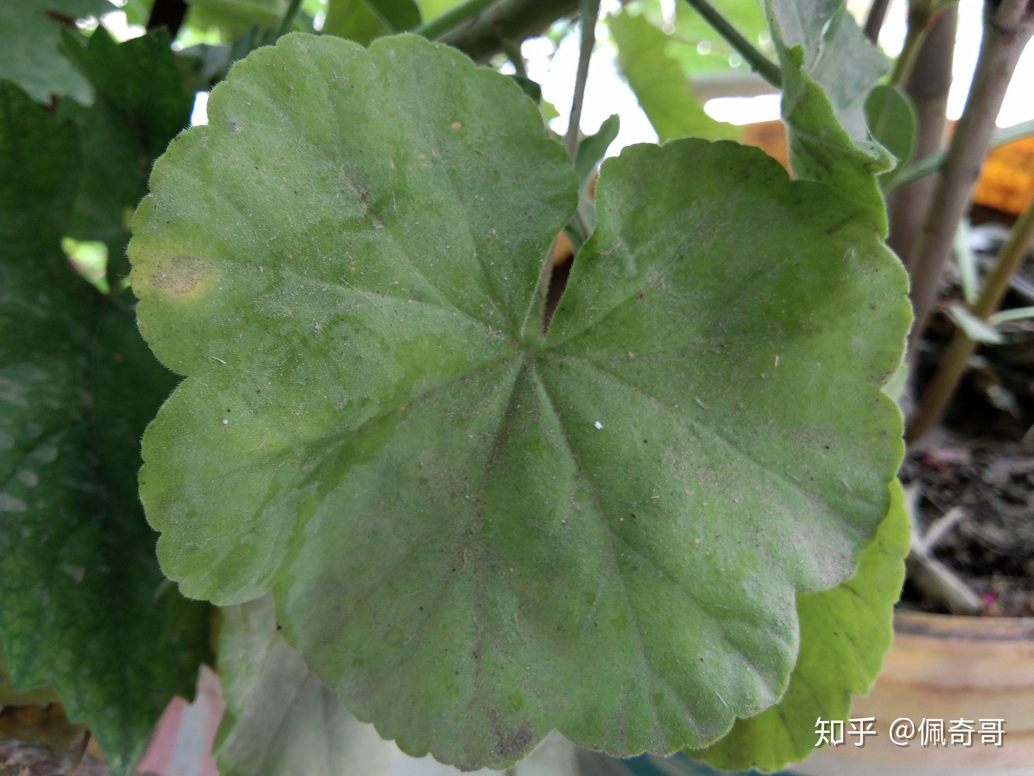 天竺葵的花和叶片