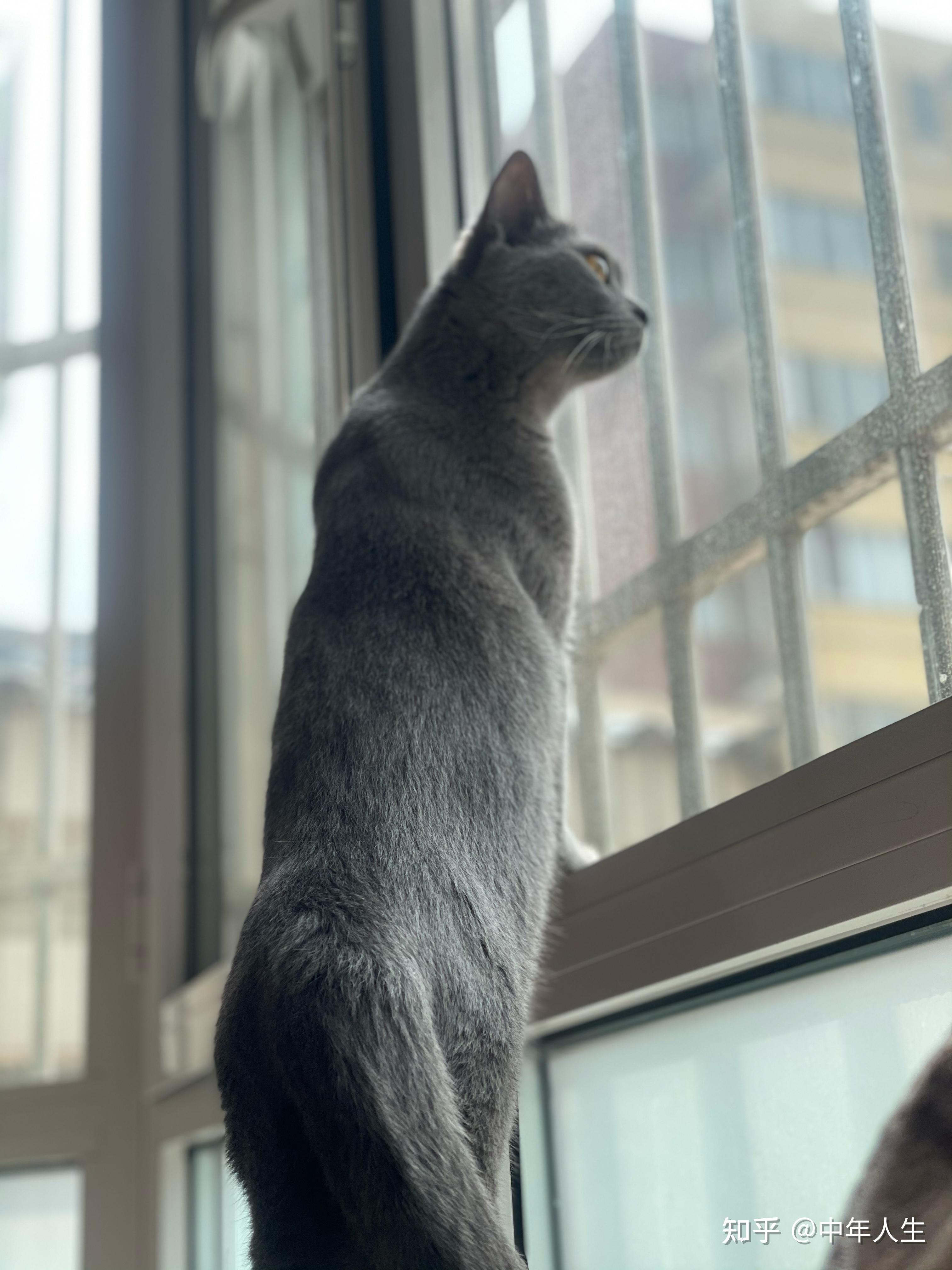 我有一只猫 - 知乎