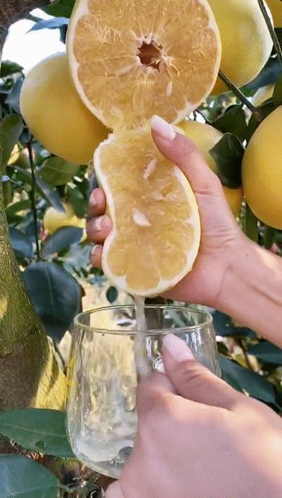 黄金葡萄柚为啥那么好吃呢比豆腐还嫩汁多肉嫩喝个饱